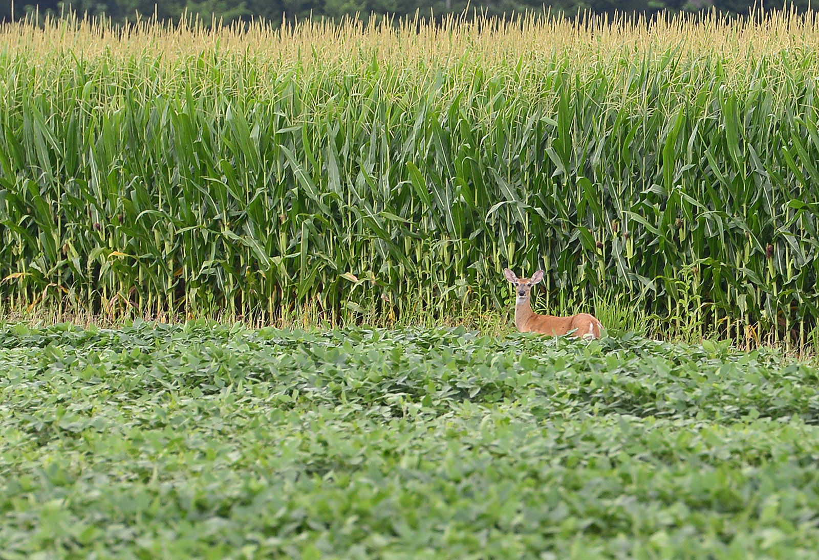 072315-nws-wild-deer.jpg